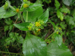 Sigesbeckia pubescens