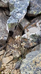 Cardamine thalassica