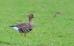 Anser albifrons albifrons