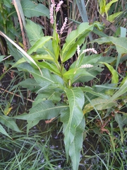 Persicaria madagascariensis
