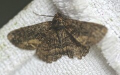 Paradromulia ambigua