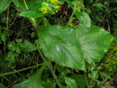 Sigesbeckia pubescens