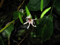 Tricyrtis