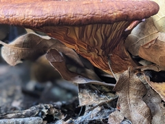 Omphalotus subilludens