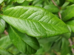 Chaenomeles japonica