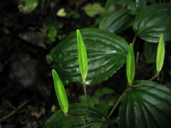 Tricyrtis