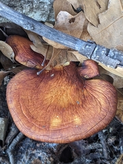 Omphalotus subilludens