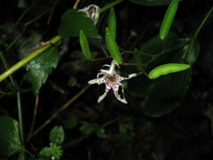 Tricyrtis