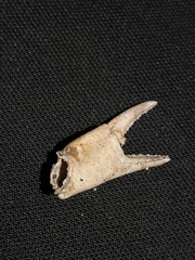 Carcinus maenas