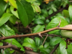 Chaenomeles japonica