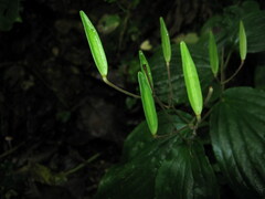 Tricyrtis