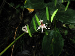 Tricyrtis