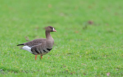 Anser albifrons albifrons