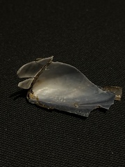 Mytilus edulis