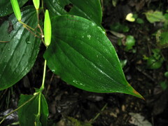 Tricyrtis