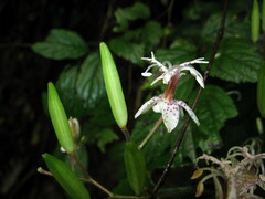 Tricyrtis