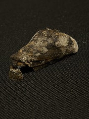 Mytilus edulis