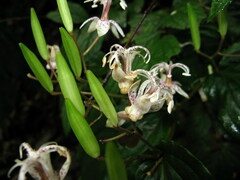 Tricyrtis