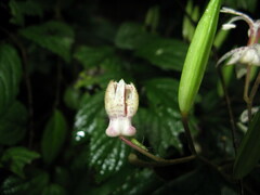 Tricyrtis