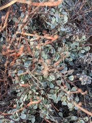 Eriogonum tenellum