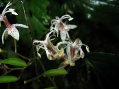 Tricyrtis