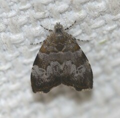 Choreutis melanopepla