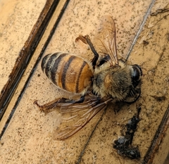 Apis mellifera