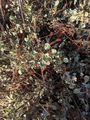 Eriogonum tenellum