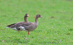 Anser albifrons albifrons