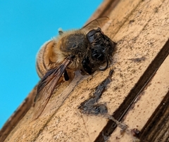 Apis mellifera