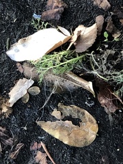 Matricaria discoidea