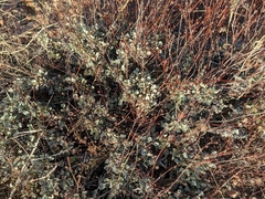 Eriogonum tenellum