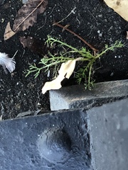 Matricaria discoidea