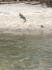 Crocodylia