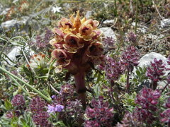 Orobanche alba