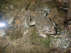 Discoglossus galganoi