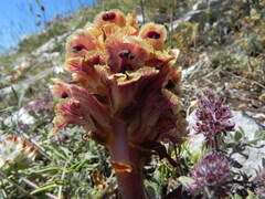 Orobanche alba