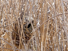 Cistothorus palustris