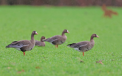 Anser albifrons albifrons