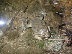Discoglossus galganoi