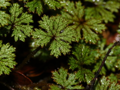Hydrocotyle dissecta