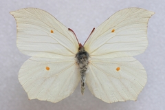 Gonepteryx aspasia niphonica