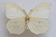Gonepteryx aspasia niphonica