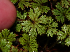 Hydrocotyle dissecta
