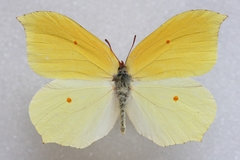 Gonepteryx aspasia niphonica