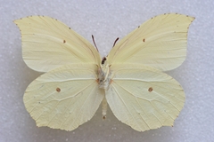 Gonepteryx aspasia niphonica