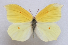 Gonepteryx aspasia niphonica