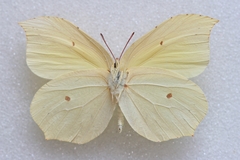 Gonepteryx aspasia niphonica