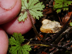 Hydrocotyle dissecta