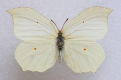 Gonepteryx aspasia niphonica
